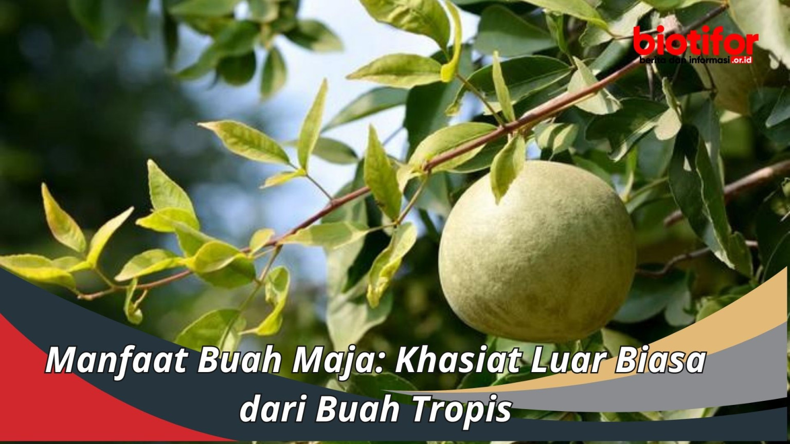 Manfaat Buah Maja: Khasiat Luar Biasa dari Buah Tropis