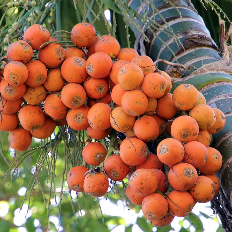 Manfaat Buah Pinang Muda, Ketahui Risiko Efek Sampingnya - Hot