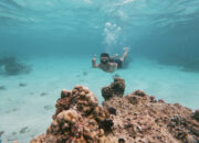 Menikmati Keindahan Bawah Laut Banyuwangi Melalui Snorkeling