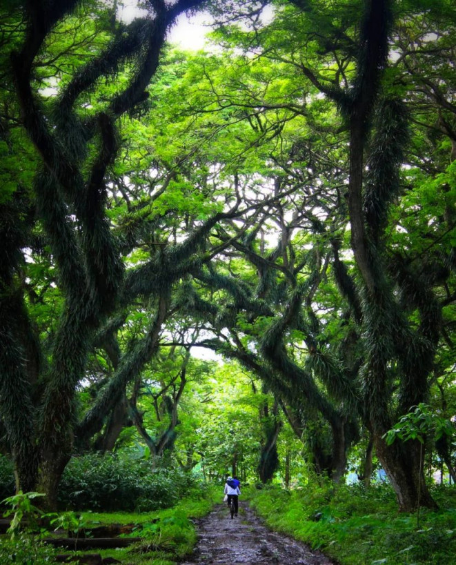 Tempat Wisata Banyuwangi Yang Keren Banget!