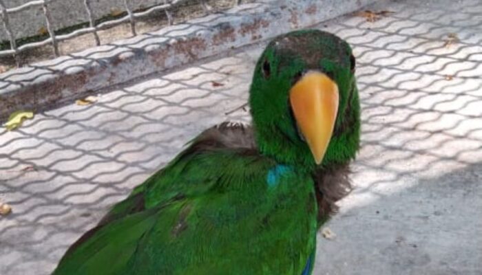 BKSDA Maluku amankan satwa liar burung bayan hijau