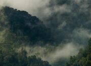 Kisah Peneliti Mancanegara Berjumpa Makhluk Mirip Manusia di dalam Hutan Sumatra