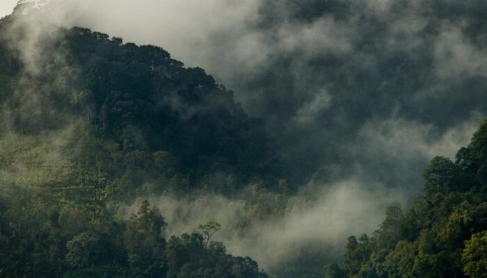 Kisah Peneliti Mancanegara Berjumpa Makhluk Mirip Manusia di dalam Hutan Sumatra