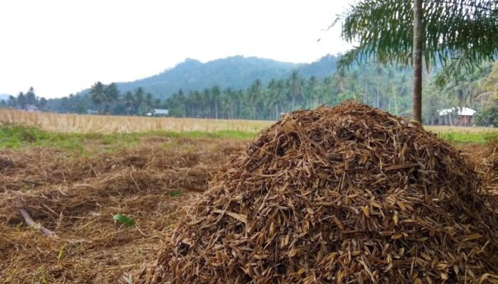 Memanfaatkan Limbah Pertanian Untuk Bahan Baku Bioenergi