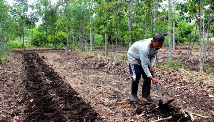 Pengenalan Teknik Pengolahan Lahan Gambut Untuk Pertanian