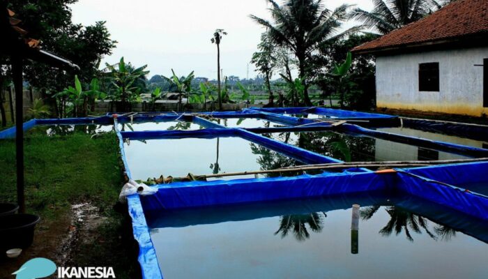 Budidaya Ikan Sidat: Peluang Baru Agribisnis