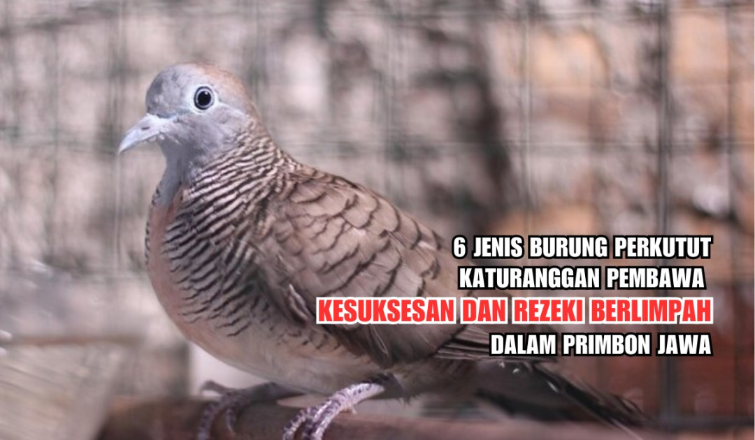 Jenis Burung Perkutut Katuranggan Pembawa Kesuksesan dan Rezeki