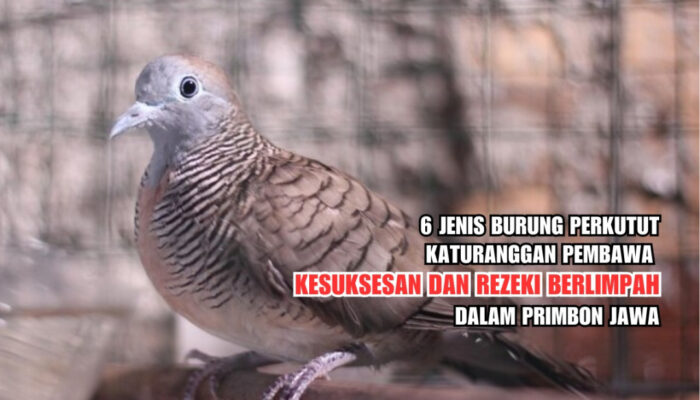 Ramalan Keberuntungan Burung Perkutut Menurut Primbon Jawa