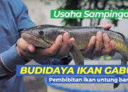 Budidaya Ikan Gabus: Peluang Usaha Di Pedesaan