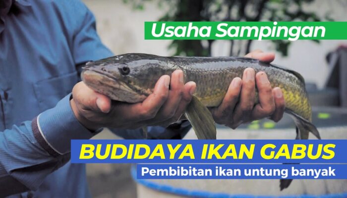 Budidaya Ikan Gabus: Peluang Usaha Di Pedesaan