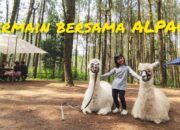 Wisata Alpaca Di Indonesia