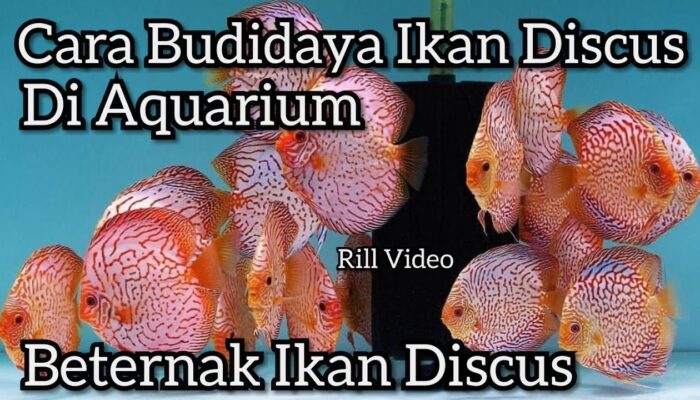 Budidaya Ikan Discus: Tips Dan Trik