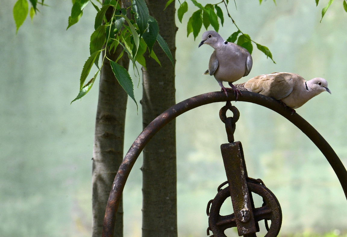 Memilih Burung Perkutut Katuranggan Sesuai Hitungan Weton