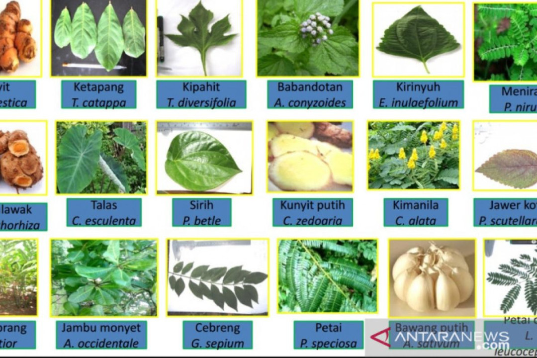 Menjaga kesehatan dengan tumbuhan tradisional saat pandemi