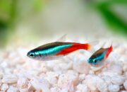 Budidaya Ikan Neon Tetra: Kecil-kecil Cabe Rawit