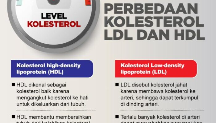 Kolesterol Dan Hormon: Kaitan Yang Perlu Diketahui