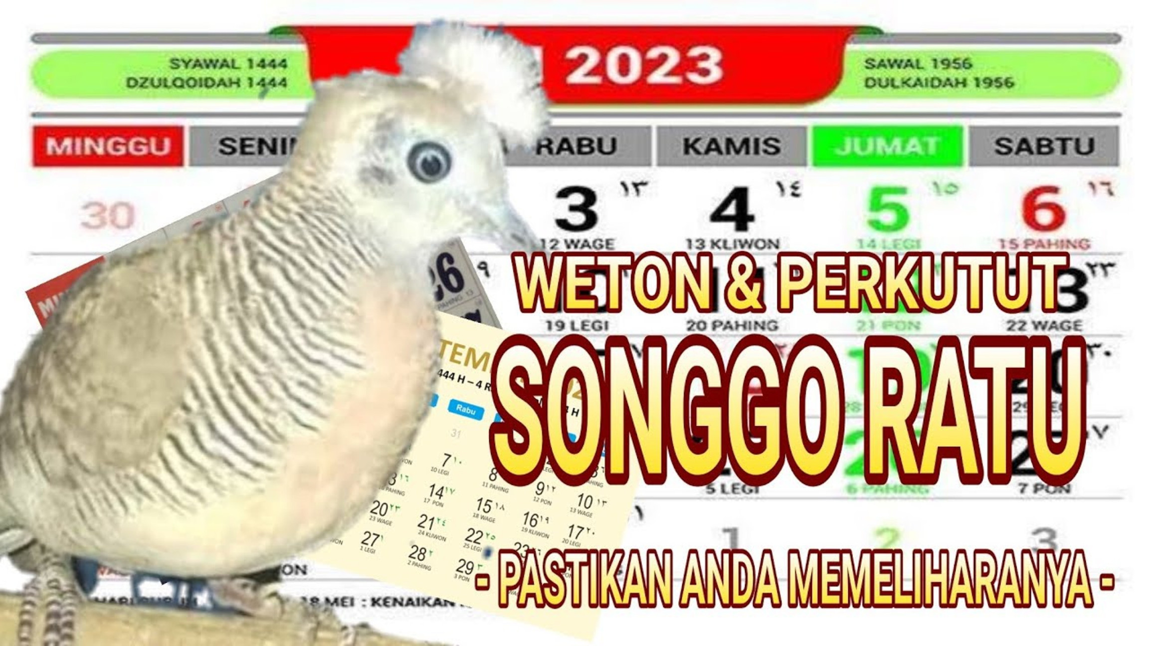 Weton Sakral ini Segera Pelihara Perkutut Songgo Ratu, Dijamin