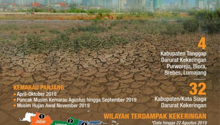 Pengenalan Tanaman Toleran Kekeringan Untuk Lahan Tidak Irigasi