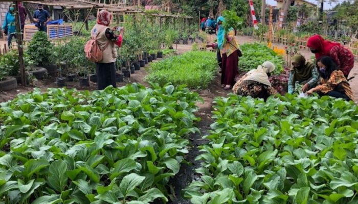 Pemanfaatan Sistem Komunitas Dalam Pertanian Perkotaan