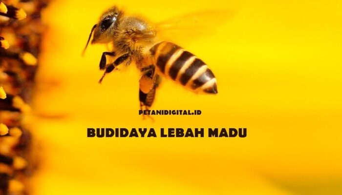 Manfaat Budidaya Lebah Madu Dalam Pertanian Polikultur