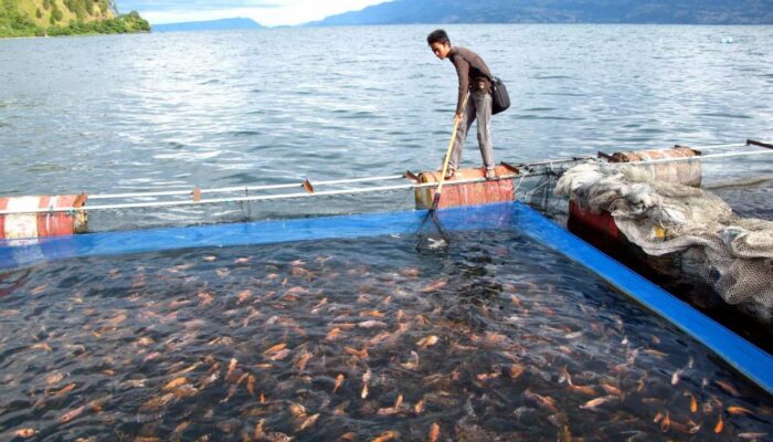 Faktor-faktor Keberhasilan Bisnis Budidaya Ikan