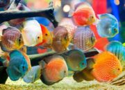 Budidaya Ikan Hias: Kiat Sukses Di Pasar Global