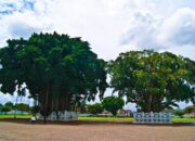 Pohon Beringin: Simpul Mistis Di Tengah Kota