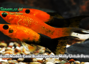 Budidaya Ikan Molly: Panduan Untuk Pemula