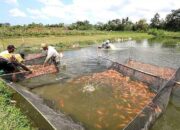 Pengaruh PH Air Terhadap Pertumbuhan Ikan