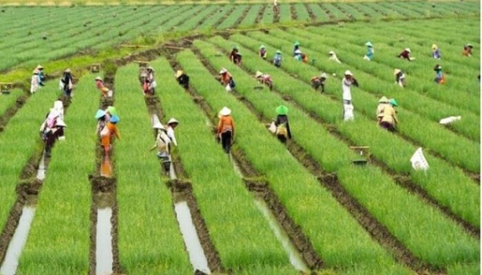 Pertanian Berkelanjutan: Menerapkan Prinsip-Prinsip Ekologi