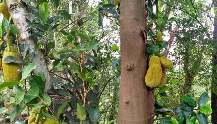 Setan Penunggu Pohon Nangka