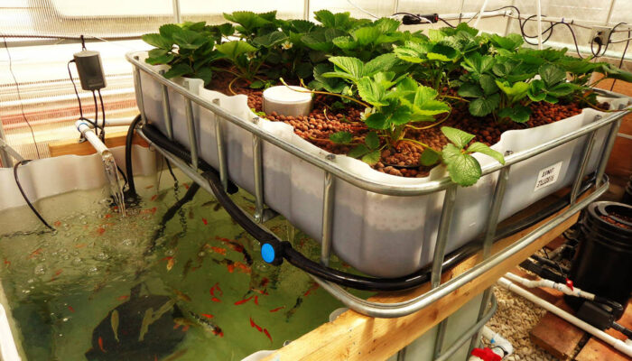 Mengenal Aquaponics: Budidaya Ikan Dan Tanaman