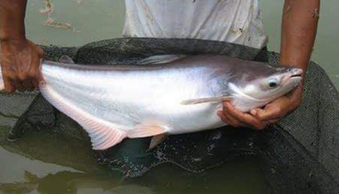 Panduan Lengkap Budidaya Ikan Patin