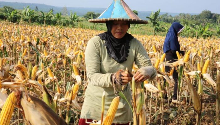 Peran Wanita Dalam Pembangunan Pertanian Dan Pemenuhan Pangan