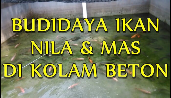 Panduan Pembuatan Kolam Beton Untuk Budidaya Ikan