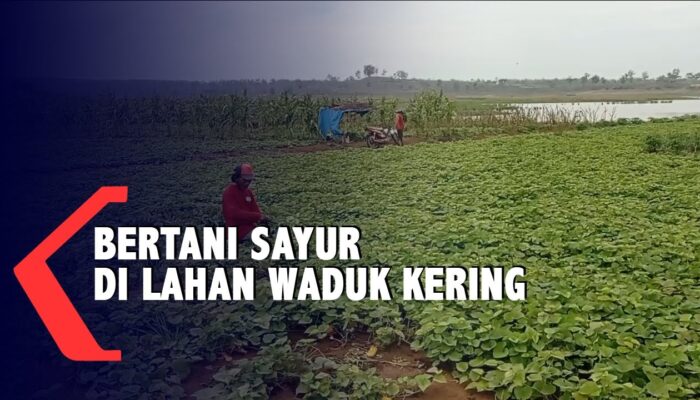 Kiat Sukses Bertani Di Lahan Kering