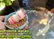 Tips Membuat Pakan Buatan Sendiri Untuk Ikan