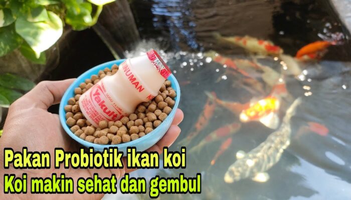 Tips Membuat Pakan Buatan Sendiri Untuk Ikan