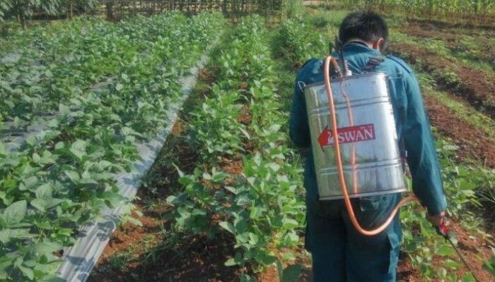 Penggunaan Pupuk Hayati Untuk Meningkatkan Kesehatan Tanah