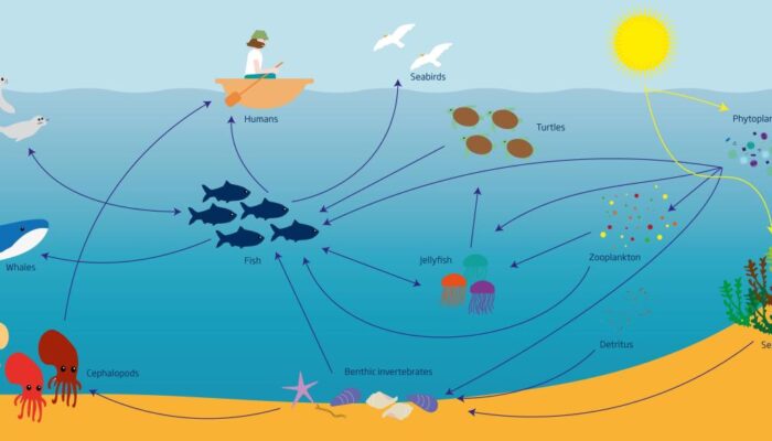 Penjelajahan Makanan Laut Di Pantai Timur Amerika