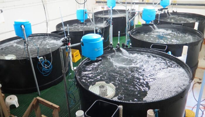 Mengoptimalkan Sistem Recirculating Aquaculture (RAS)