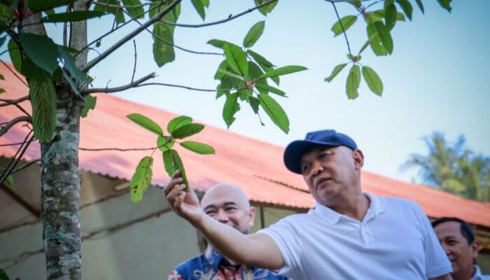 Menkop UKM dorong pengembangan hasil kratom