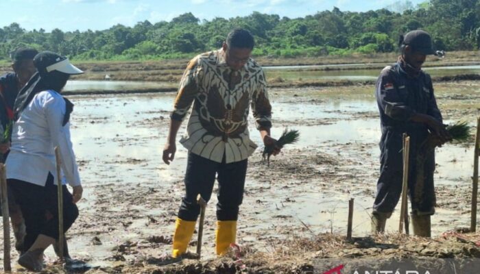 Kementan siapkan inisiatif cetak sawah jelang transisi pemerintahan