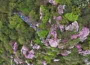 Gunung Fanjing dalam China barat daya masuk Daftar Hijau IUCN