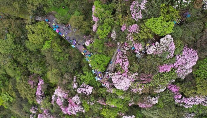 Gunung Fanjing dalam China barat daya masuk Daftar Hijau IUCN